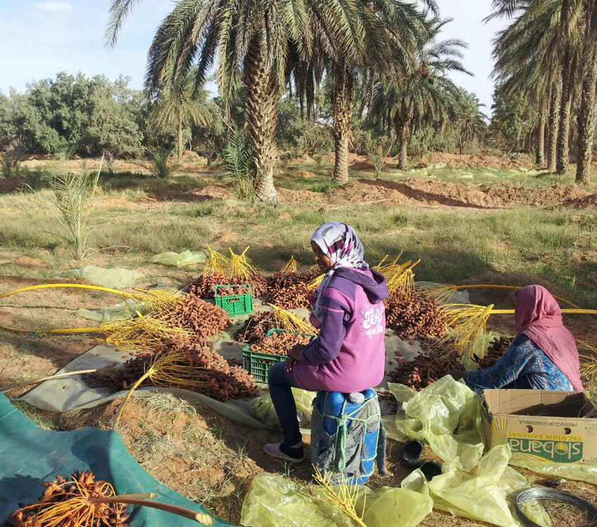 OutSide Service: Tunisia
